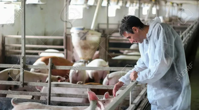 Lucha contra la Triquinosis: Los veterinarios como garantes de salud tiene un importante rol en la cadena productiva