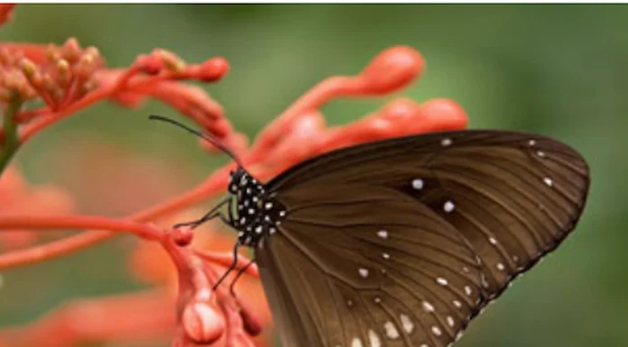 Efemérides Especiales: Hoy nos detenemos en el Día Internacional de la Diversidad Biológica que se celebra cada 22 de mayo