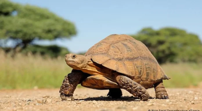 EFEMERIDE ESPECIAL: El día del cuidado de todas las “Manuelitas de Pehuajó”