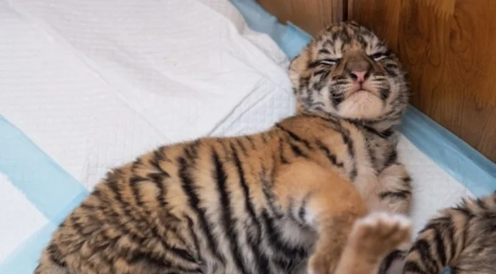 Nacen más de 30 cachorros de tigre siberiano en centro de cría en China en cinco meses