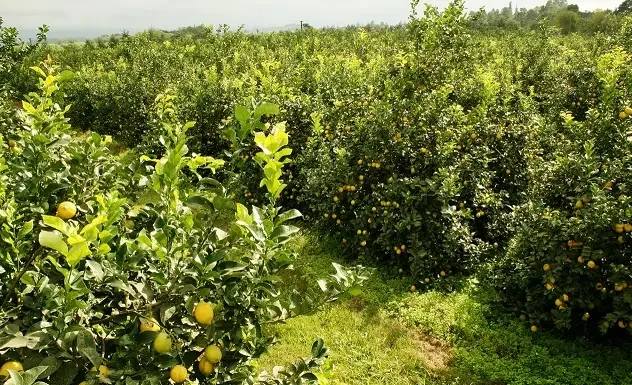 PROTECCION VEGETAL: Luego de 20 años la UE reabrió su mercado a los cítricos orgánicos argentinos