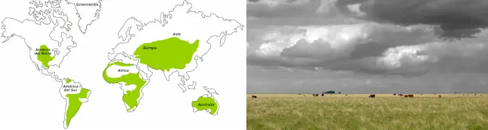 Grasslands And Global Change: What Are The Effects Of Glyphosate Use?