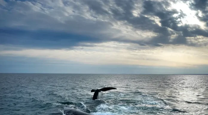 La ONU adoptó un histórico tratado para proteger la vida en los océanos