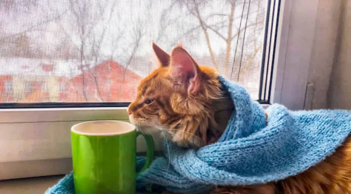 Consejos para proteger a perros y gatos ante las bajas temperaturas