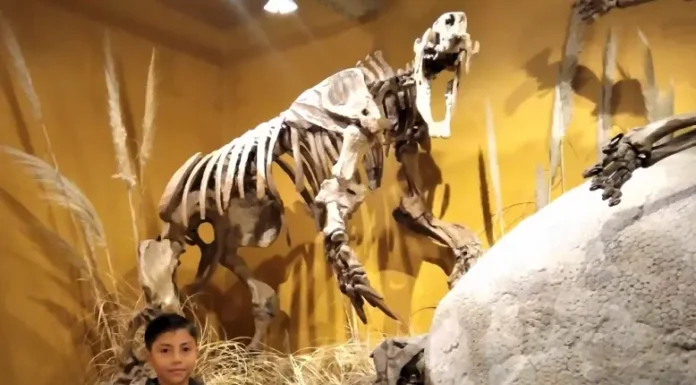 Un niño de 8 años encontró fósiles de un perezoso gigante de la edad de hielo en Miramar