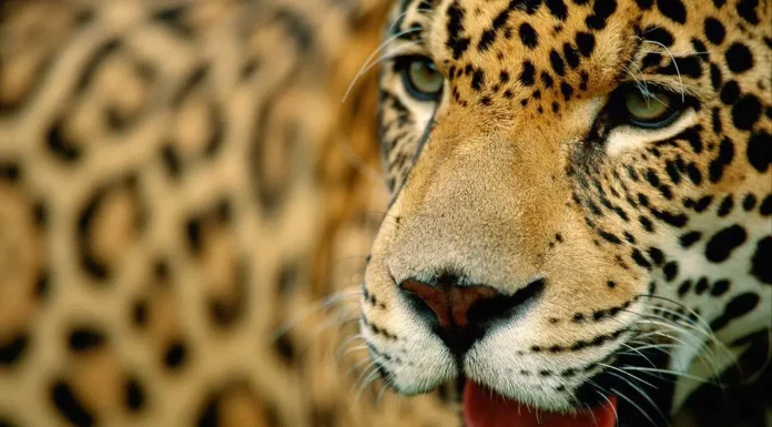 Monitoreo poblacional de yaguaretés: hay menos de 100 individuos en la selva misionera