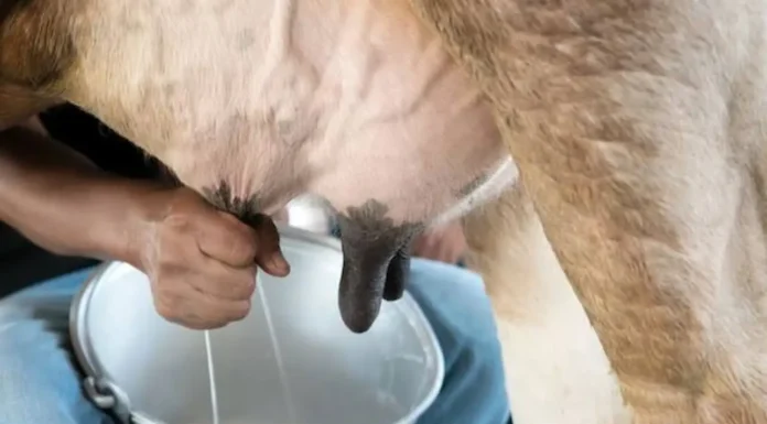 Efemérides Especiales: Padres yy Madres, niños y ancianos, la Leche es la vedette de la jornada