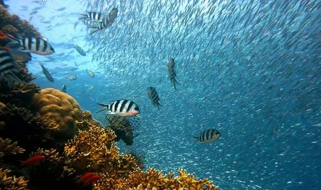 Efemérides Especiales: Hoy nos detendremos a mirar que con océanos saludables, habrá planeta con salud