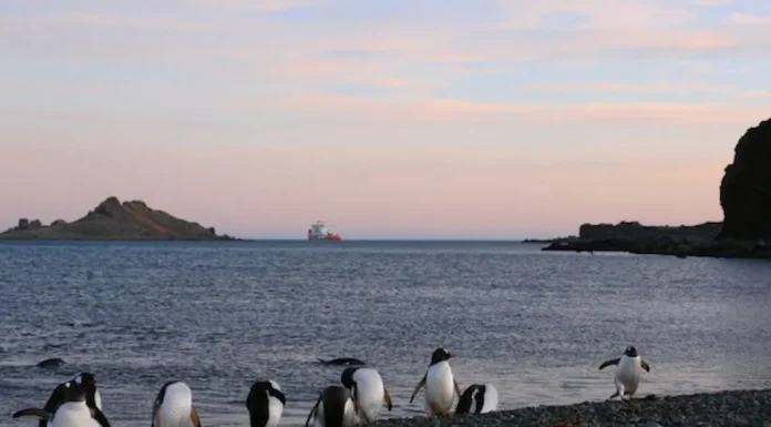 Comisión para Conservación de Recursos Vivos Marinos Antárticos insta a proteger océano Austral