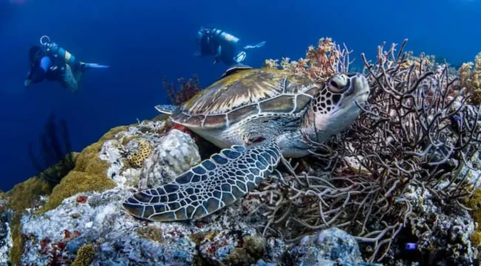 Efemérides Especiales: Hoy nos vamos a la profundidad del mar para verlas, admirarlas y cuidarlas en su día y siempre