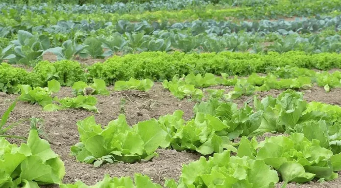 Hongos para mejorar rindes en cultivos intensivos y extensivos