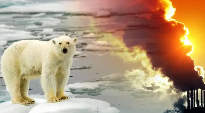 Alarmante informe sobre el récords de este año en temperatura terrestre y marina del planeta