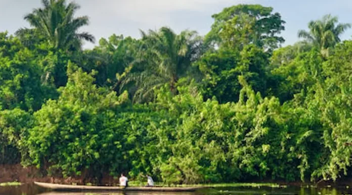 Greenpeace: Comienza una Consulta Popular sobre el castigo para desmontes ilegales e incendios