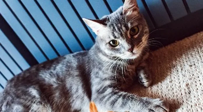 Los beneficios de vivir con un gato: reducción de estrés, adaptabilidad y buen vínculo con los más pequeños