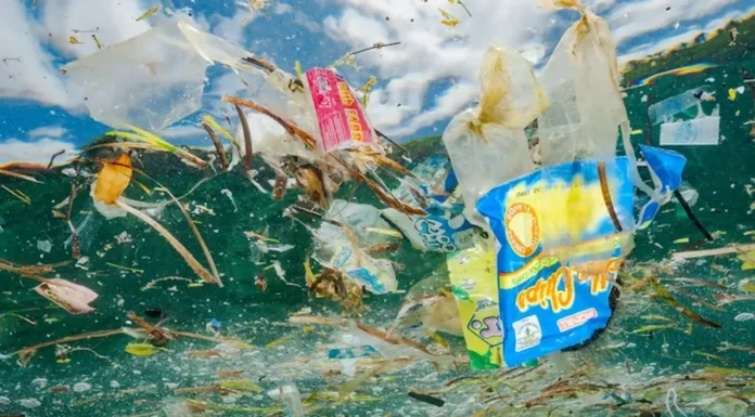 MEDIO AMBIENTE: La Gran mancha de basura del Pacífico rebosa vida