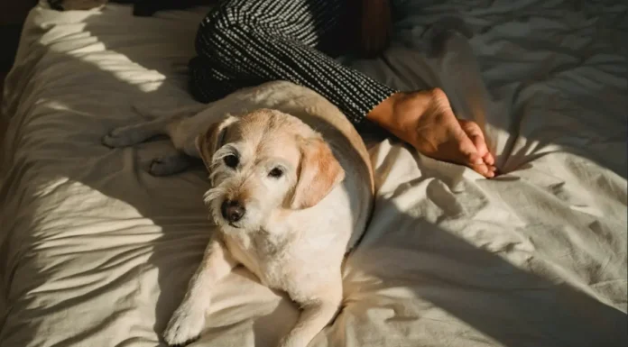 Hoy es el Día del Perro: ideas originales para agasajar a nuestros fieles compañeros