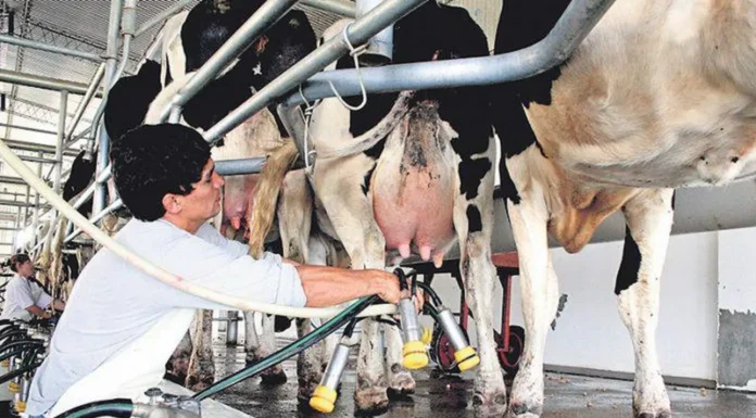 “Impulso Tambero”: en qué consiste y a quién beneficia el programa para pequeños productores