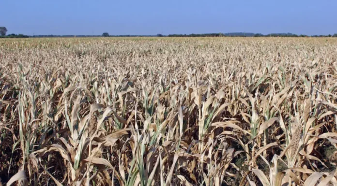La superficie destinada a trigo en la región núcleo es la más baja en ocho años