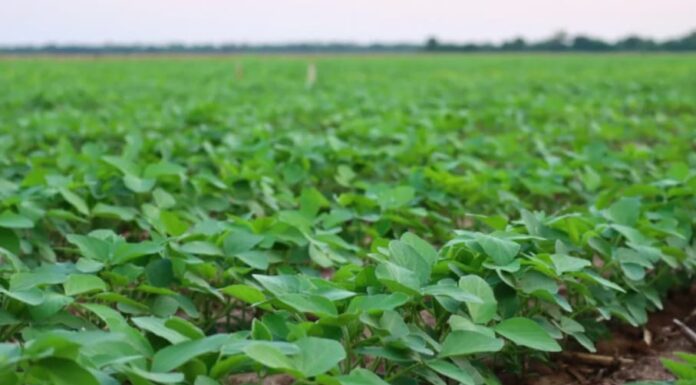 Descubren que la soja contrarresta un metal contaminante que afecta a varios órganos