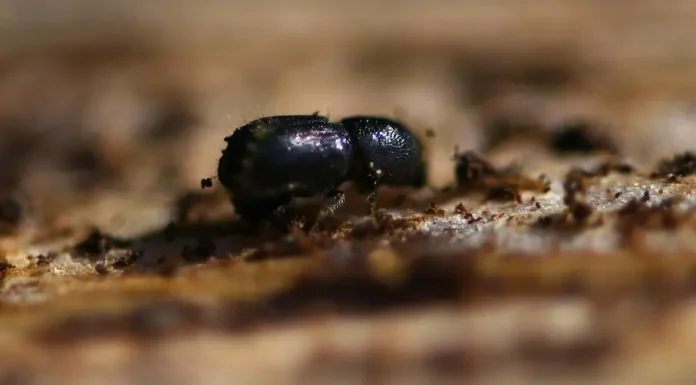 El cambio climático debilita plantas y árboles y la migración masiva de insectos elimina especies