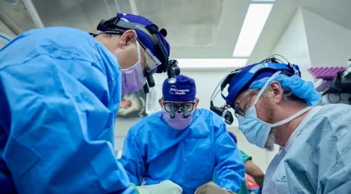 ¿Una nueva era de los trasplantes?: Lograron que riñones de cerdo cumplieran funciones vitales en humanos