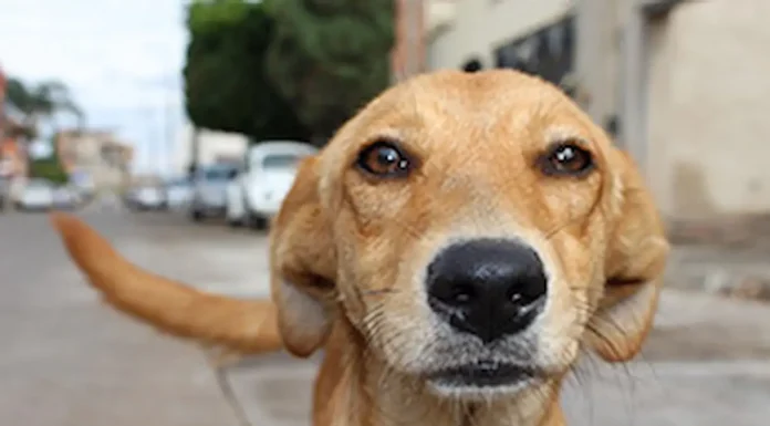 Efemérides Especiales: Hoy nos detenemos a en pensar en ellos que son callejeros y no tienen casa propia