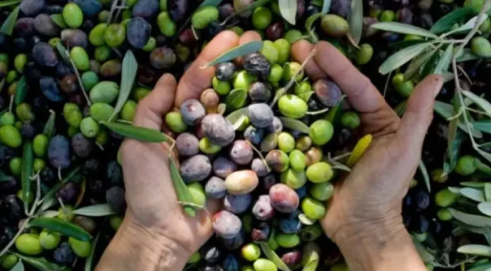 El sudoeste bonaerense se consolida como productor de aceite de oliva de alta calidad