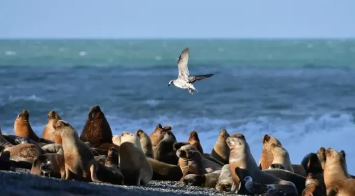 Aparecieron más lobos marinos muertos en la costa atlántica y el Senasa confirma las causas