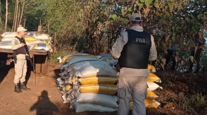 Megaoperativo en Misiones: Prefectura desarticuló una maniobra de exportación ilegal