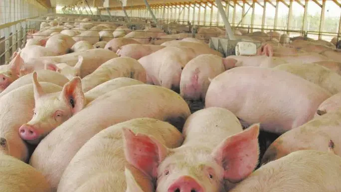 Alerta: Dan varias recomendaciones ante el brote de triquinosis para nueve municipios de la provincia