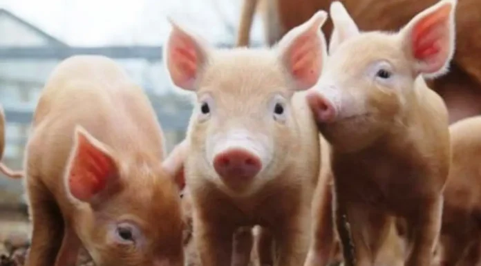 Salud: Ante los recientes casos de triquinosis, te invitamos a saber mas sobre lo que es esta enfermedad