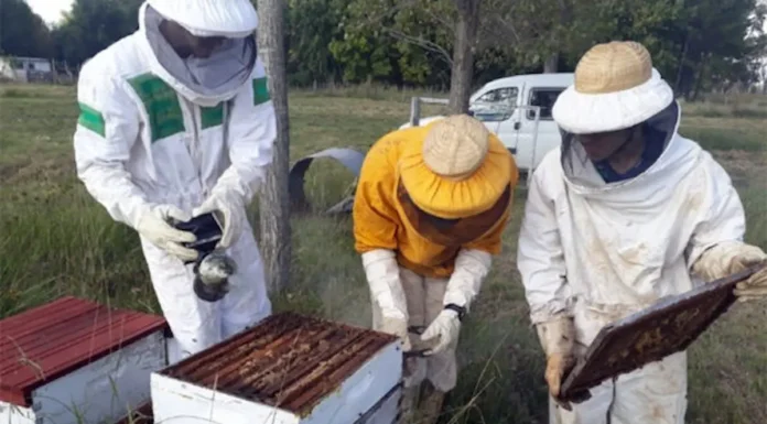 Destacan que la producción de miel bonaerense “tuvo un notorio incremento en los últimos años”