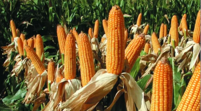 La Campaña de maíz 2023 en Argentina en camino de establecer un récord histórico