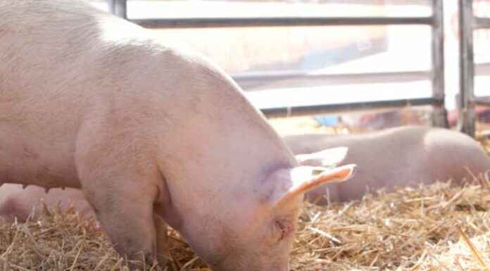 Triquinosis: el Senasa emitió recomendaciones para productores y consumidores de carne de cerdo