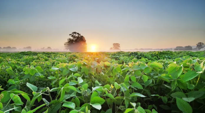 Pro-Carbono: anuncian alianzas para impulsar la agricultura sustentable y combatir el cambio climático