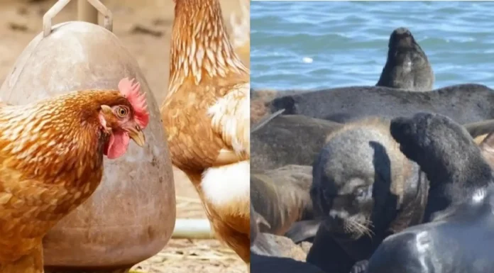 SANIDAD ANIMAL – Influenza aviar: Se mantienen vigentes las medidas de prevención por la emergencia sanitaria