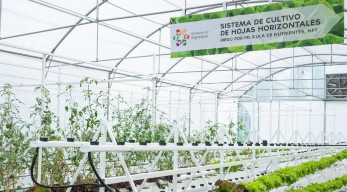 Campana a la vanguardia: Comienza una nueva etapa en el Invernadero Hidropónico del Grupo Esperanza
