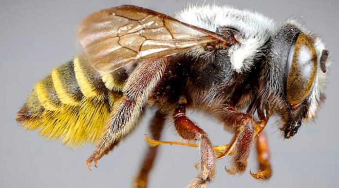 SLT-FAUBA: Cuatro nuevas especies de abejas en la Argentina