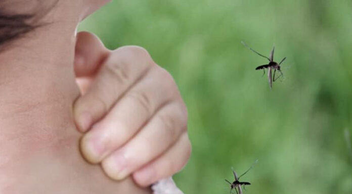 Pico de mosquitos en el AMBA: alerta por la especie vectora de la encefalitis equina