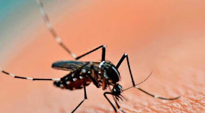 BOLETÍN EPIDEMIOLÓGICO: En 2023 se registraron más de 134.000 casos de dengue y 68 muertes en el país