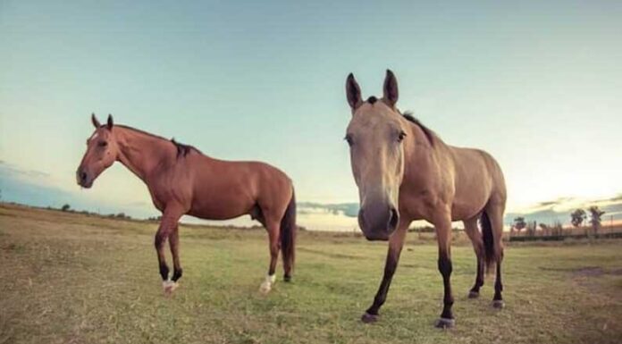 Tres enfermedades que marcaron el 2023 en la provincia de Buenos Aires