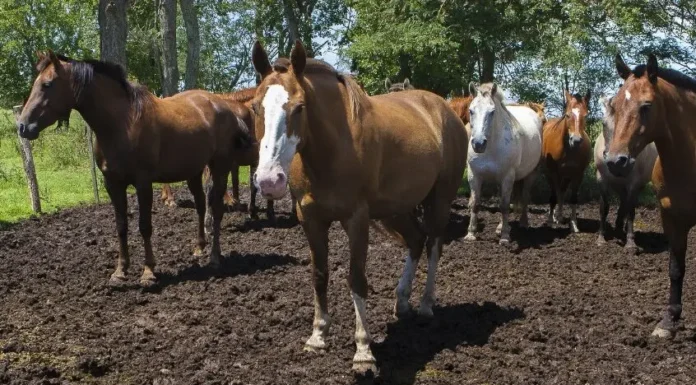 Encefalomielitis equina: ya son 98 los brotes confirmados en la provincia de Buenos Aires