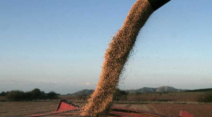 TRAS UNA SEQUÍA HISTÓRICA: Con el frente climático despejado, el campo espera reglas claras y previsibles para 2024