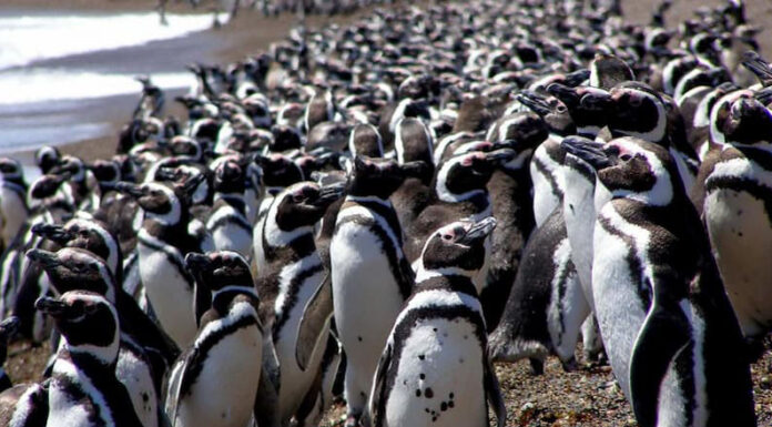 Cambio climático, contaminación y pesca, causas de impacto en la conservación de pingüinos