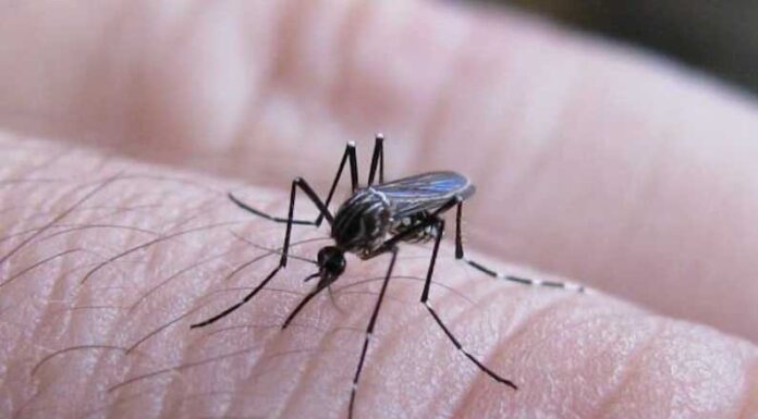 Dengue: cuánto cuesta la nueva vacuna y para quiénes está recomendada