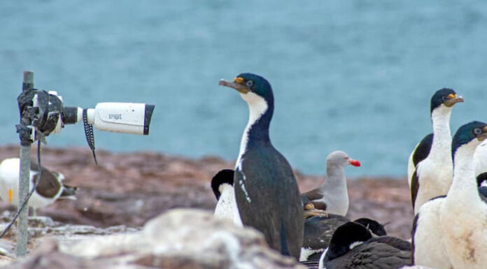 CONICET: Monitorean a tres especies de aves con un streaming inédito en Argentina