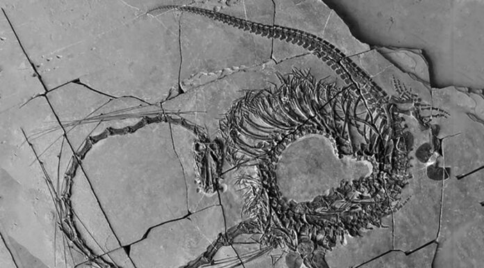 Hallaron fósiles que revelan un “dragón chino” de 240 millones de años