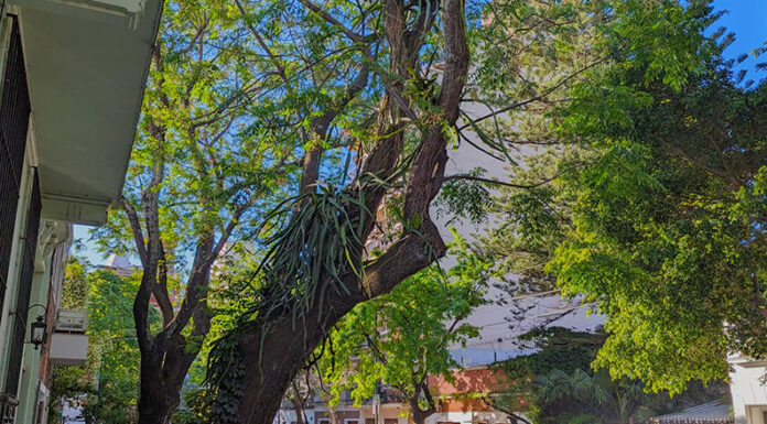 Jardín en las alturas: La biodiversidad oculta en los árboles porteños
