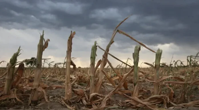 Clima: el INTA advirtió sobre un probable regreso de La Niña en el segundo semestre
