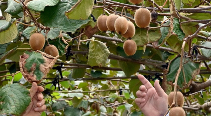 El kiwi como faro de colaboración y sustentabilidad en el sudeste bonaerense